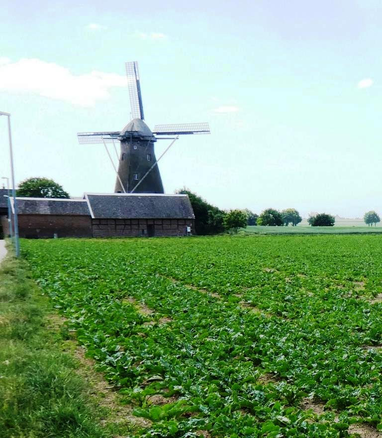 Grottenhertener Mühle - 2020